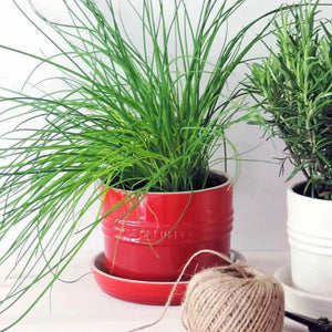 PRÉ-VENDA: Vaso para Ervas com Bandeja Cerâmica Vermelho 14cm Le Creuset