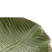 Folha Decorativa Cerâmica Banana Leaf Verde 16x15,5x4,5cm
